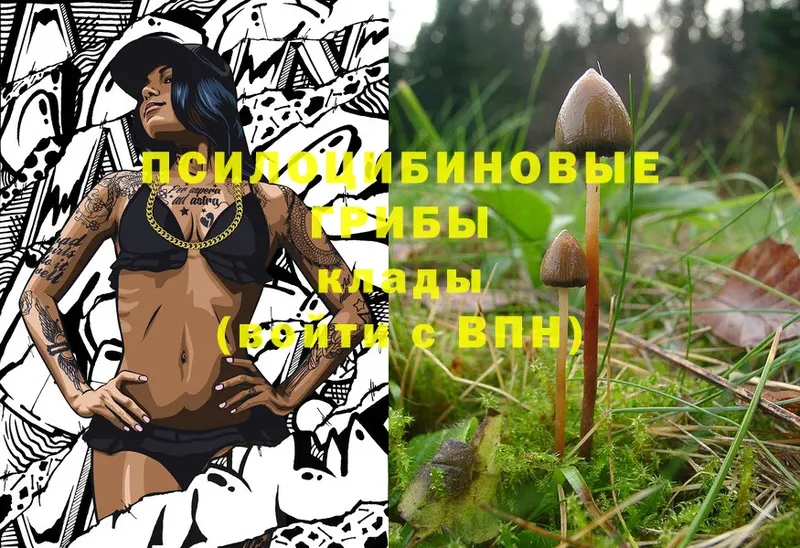 Галлюциногенные грибы Psilocybine cubensis  Наволоки 